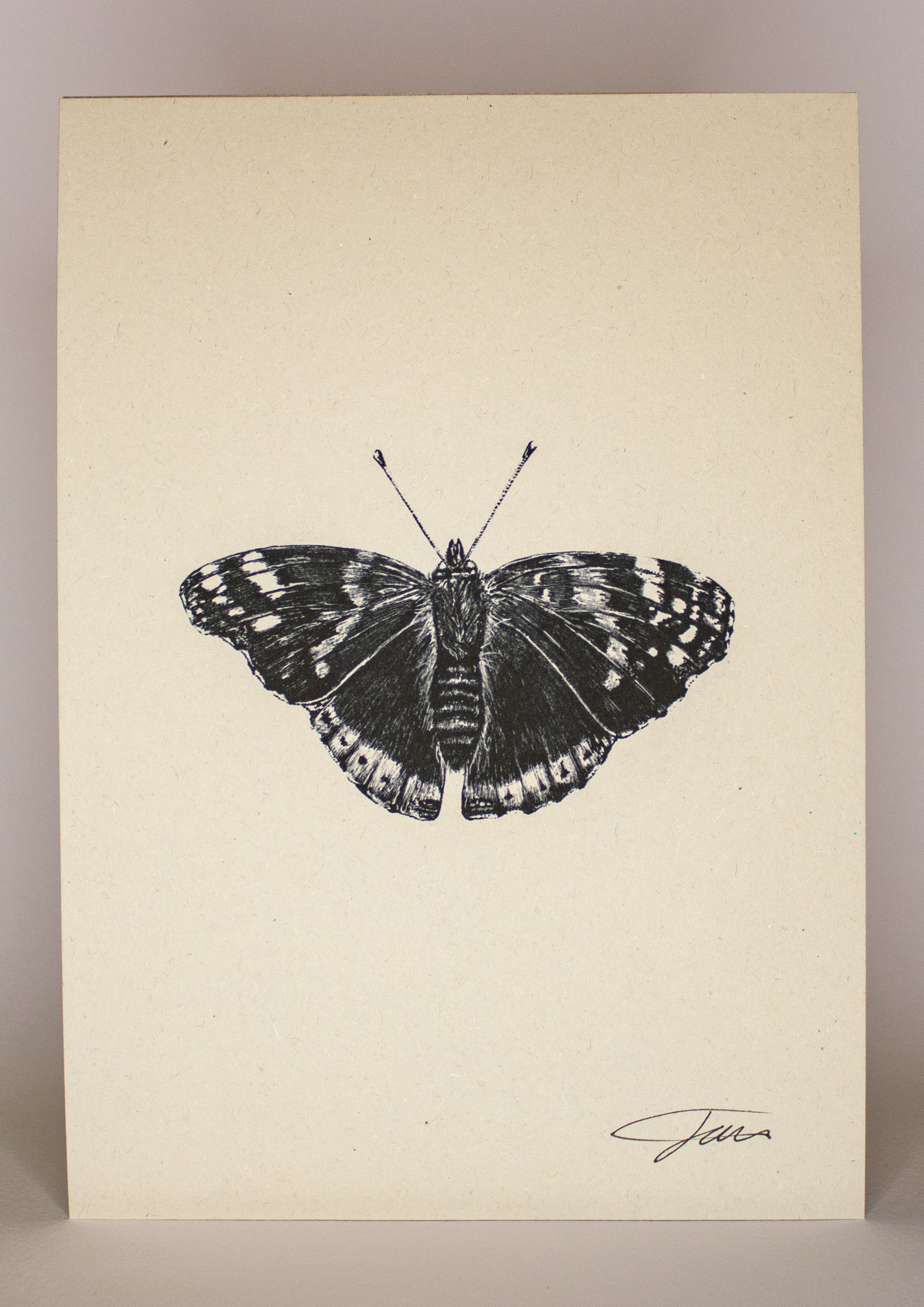 Butterfly Wildlife Art Print