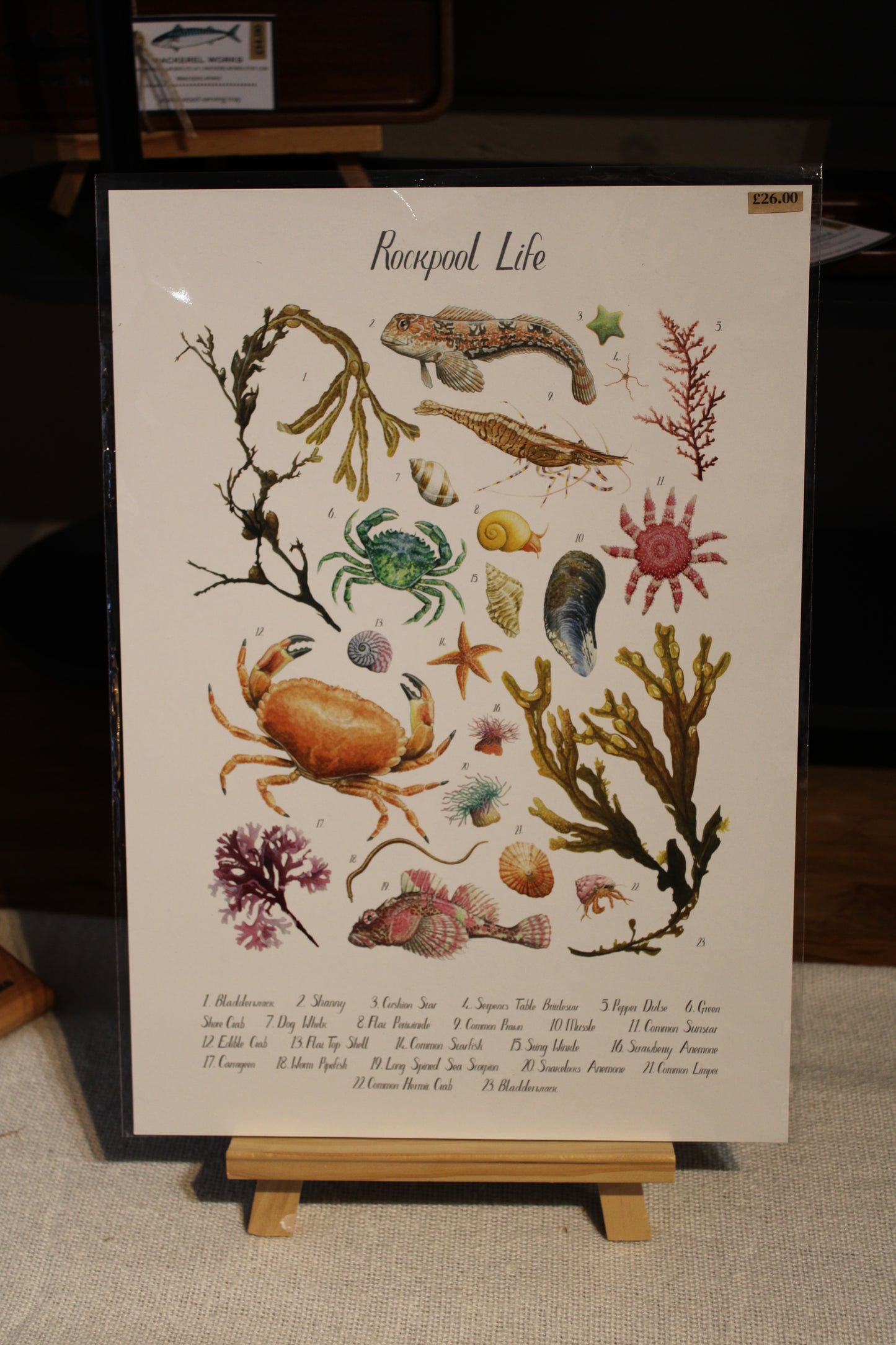 Illustrated Rockpool Life Coastal Poster Print