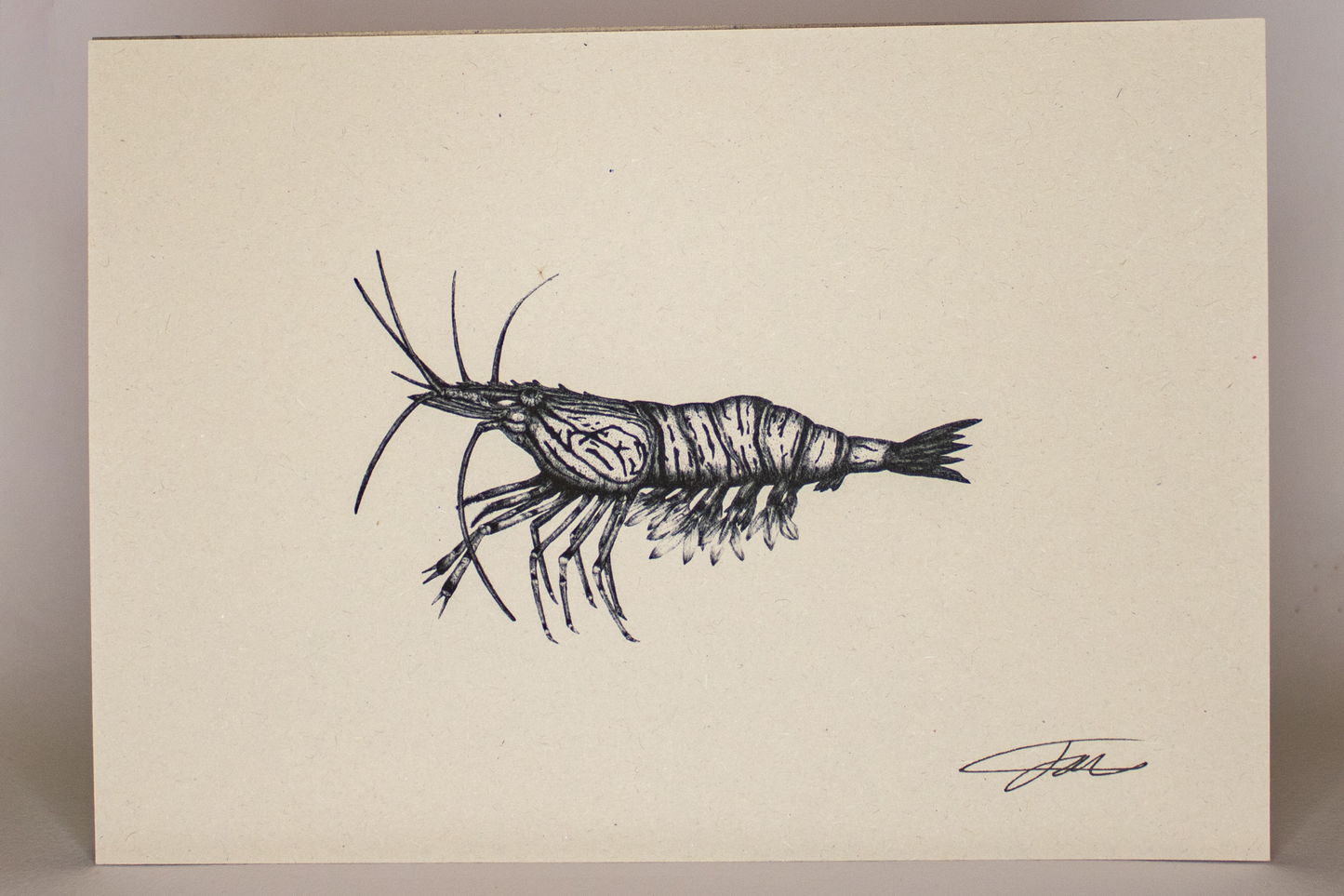 Shrimp Prawn Wildlife Art Print