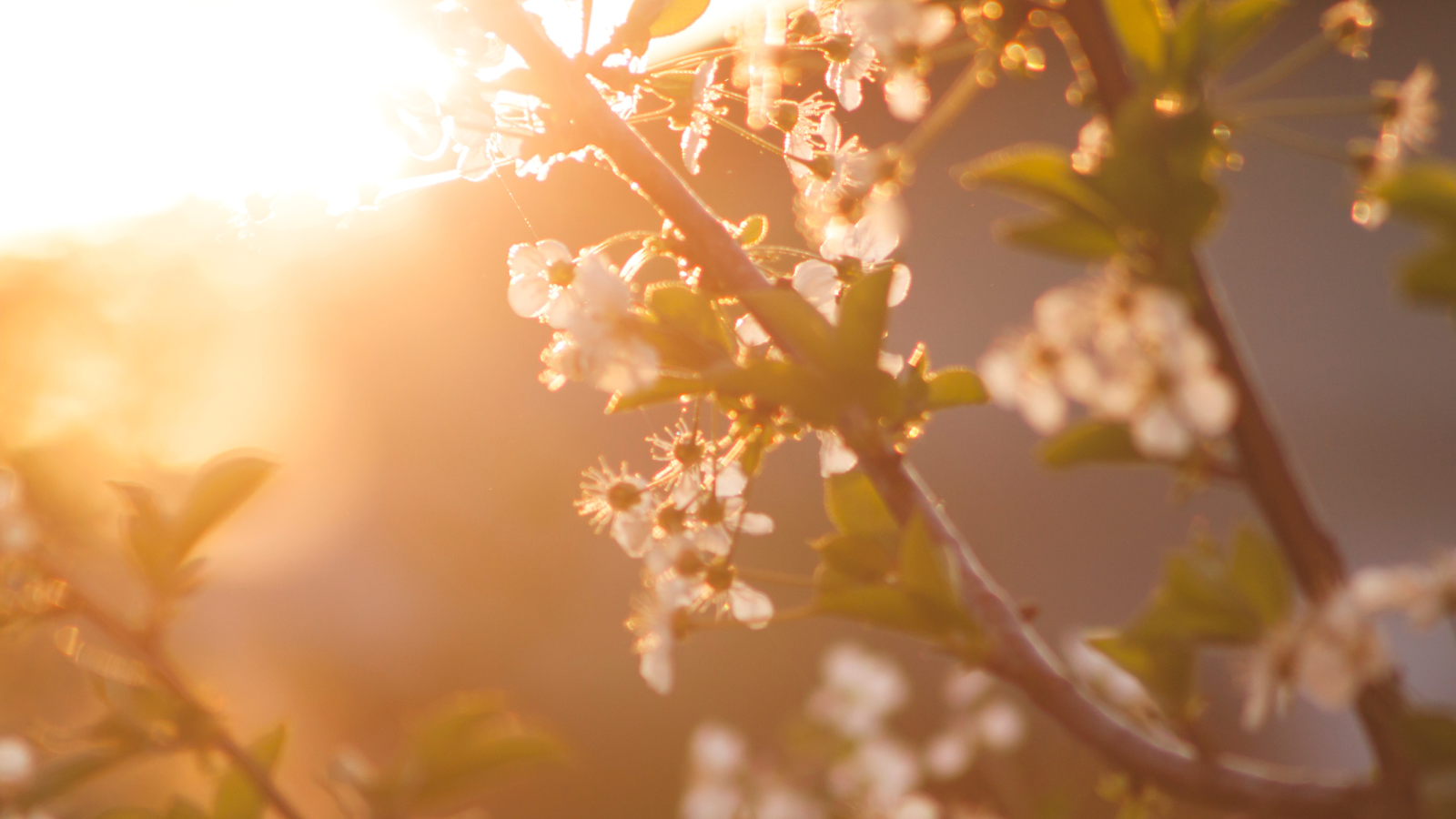 The Spring Reset 🌱