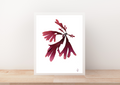 Pressed Seaweed Art Prints