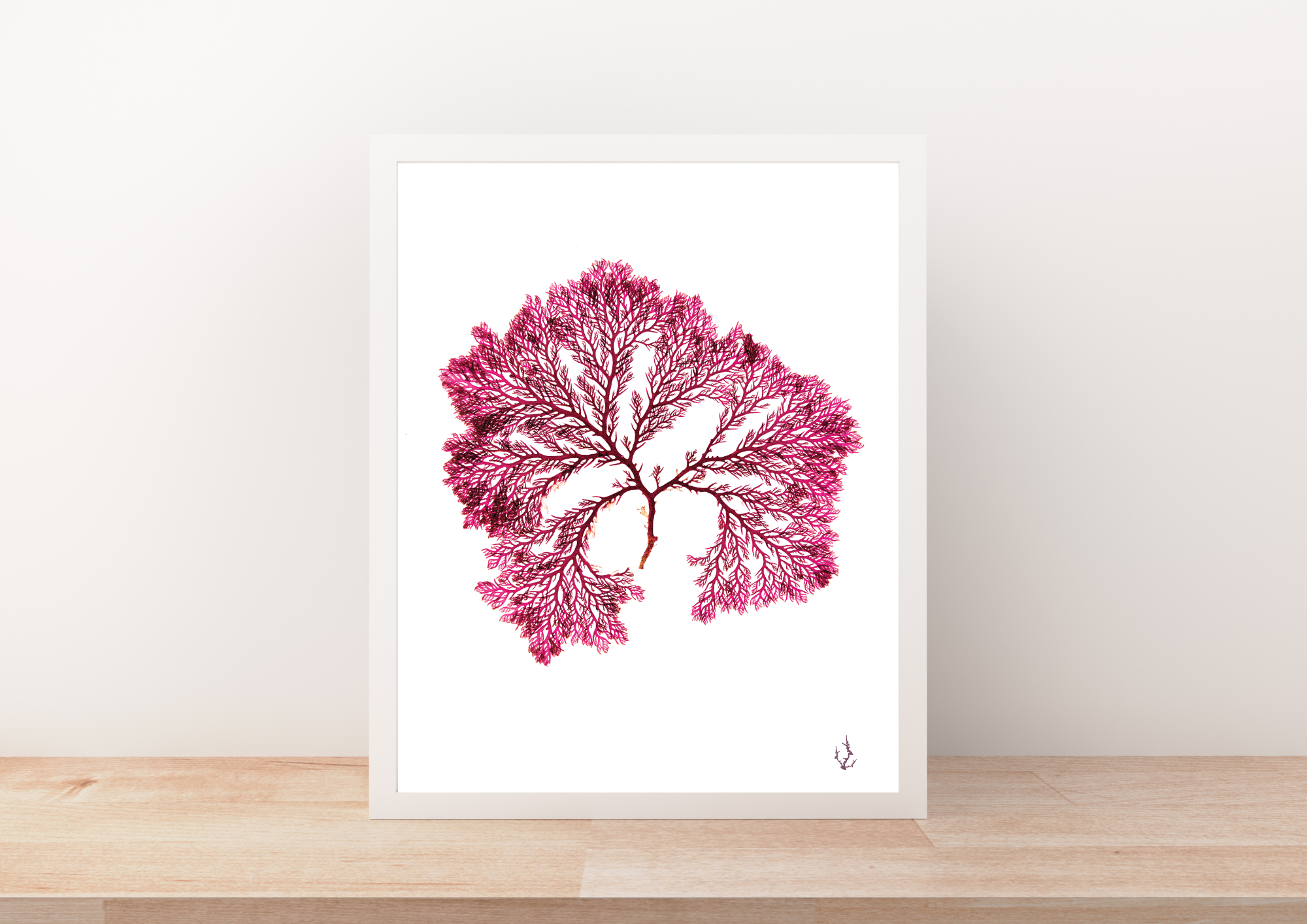 Pressed Seaweed Art Prints