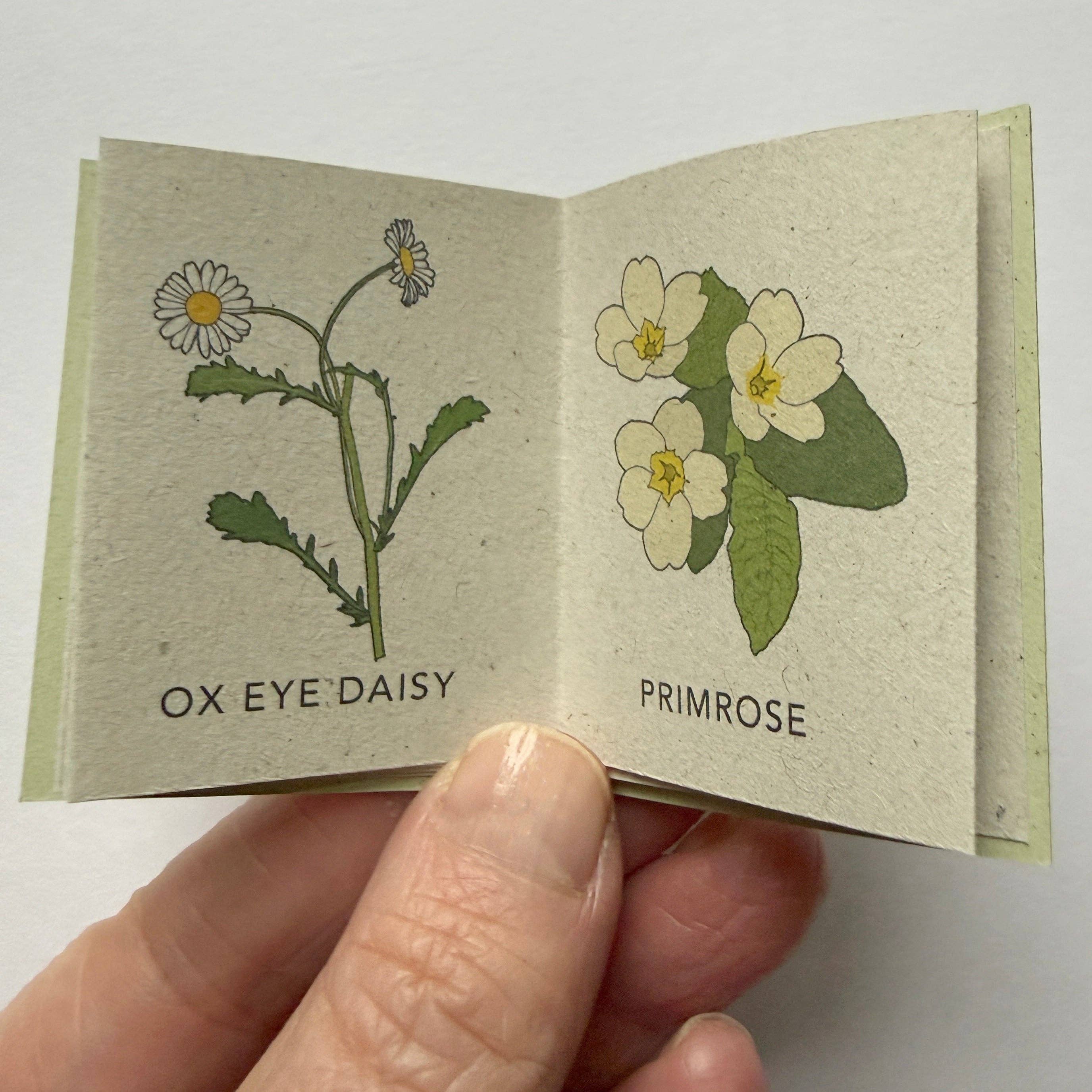 Tiny Nature Books