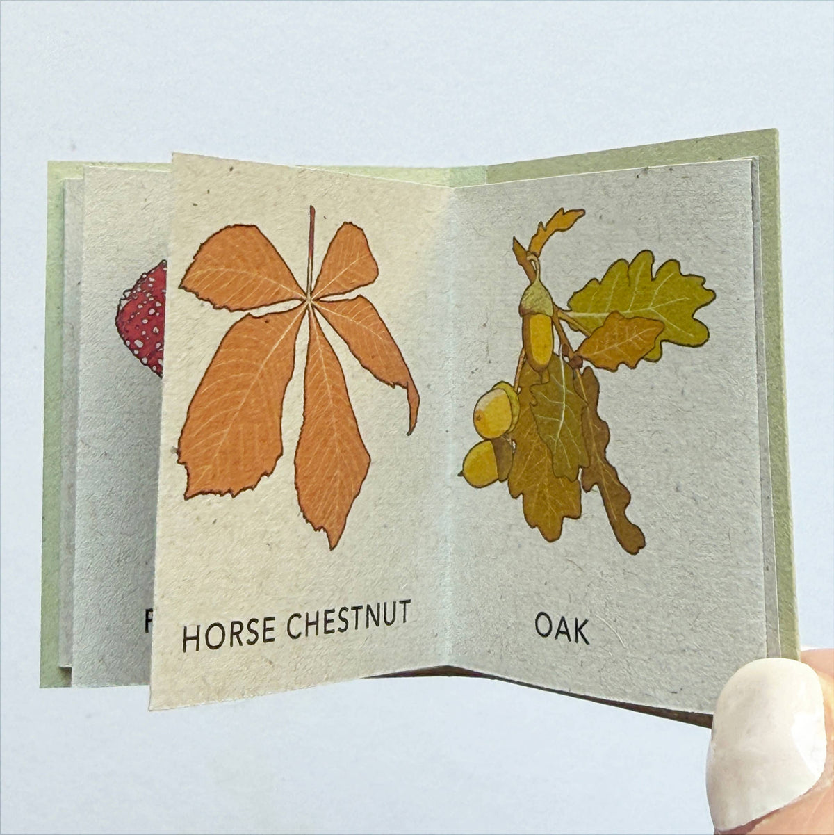 Tiny Nature Books