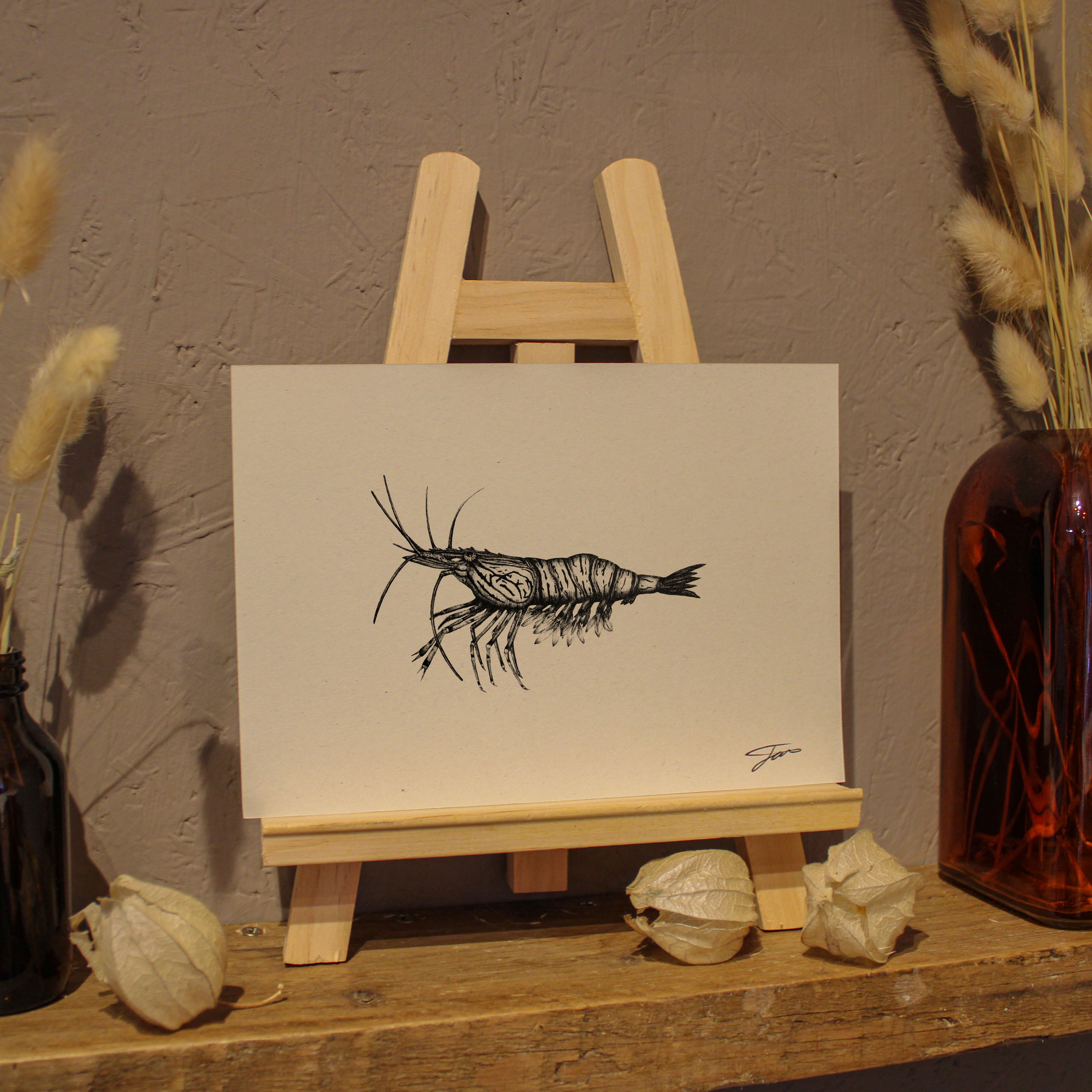 Shrimp Art Print
