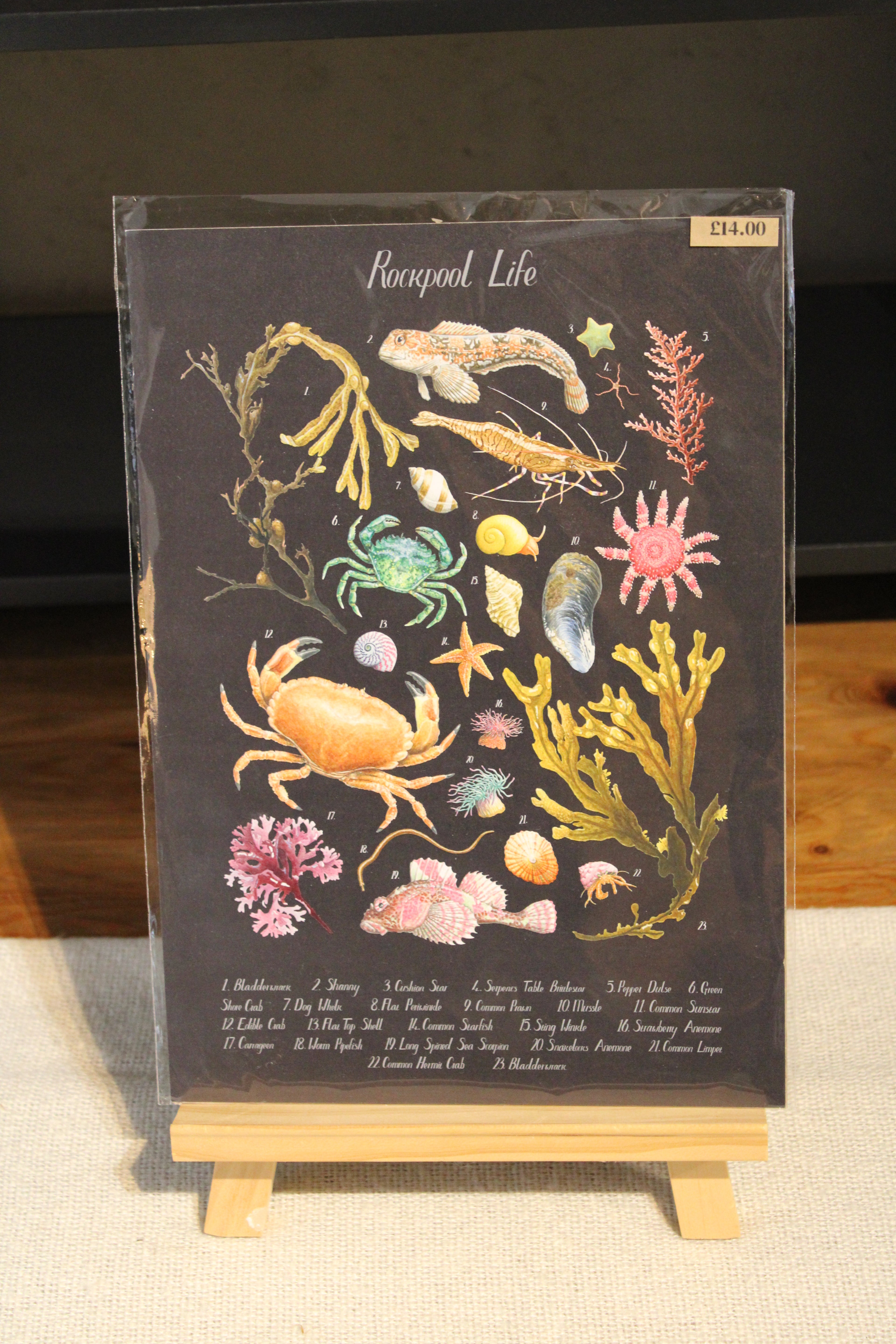 Black Illustrated Rockpool Life Coastal Poster Print