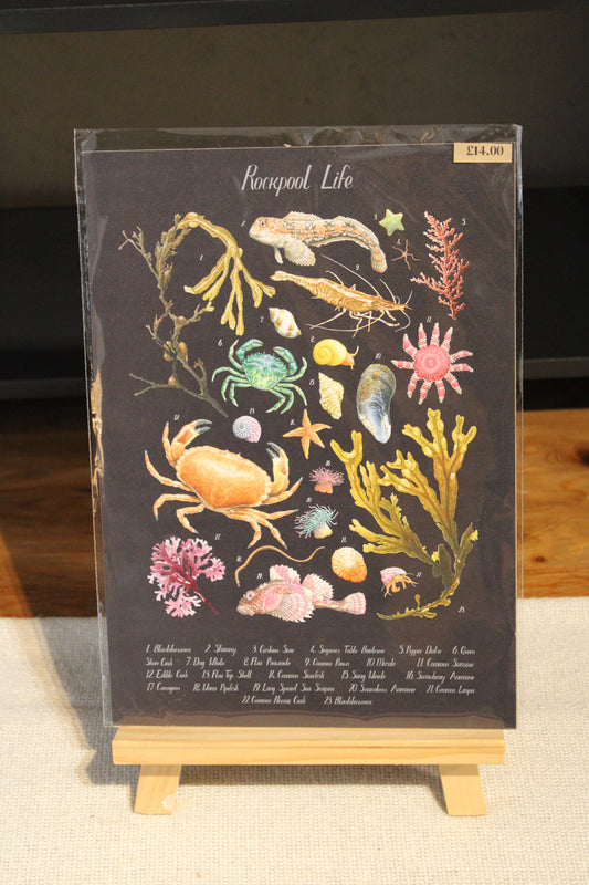Black Illustrated Rockpool Life Coastal Poster Print