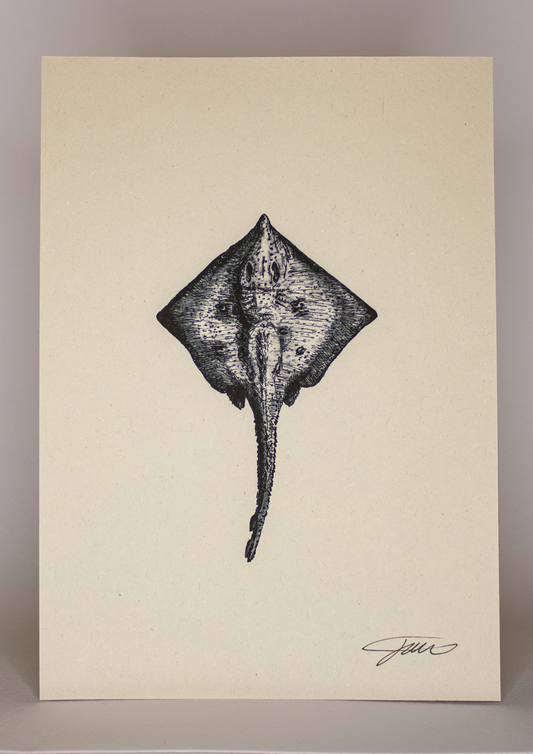 Blonde Sting Ray Wildlife Art Print