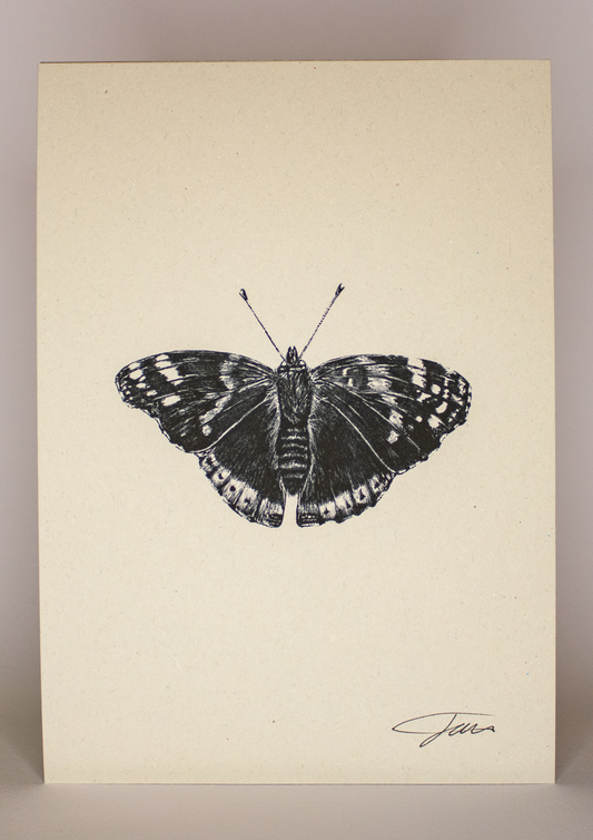Butterfly Wildlife Art Print