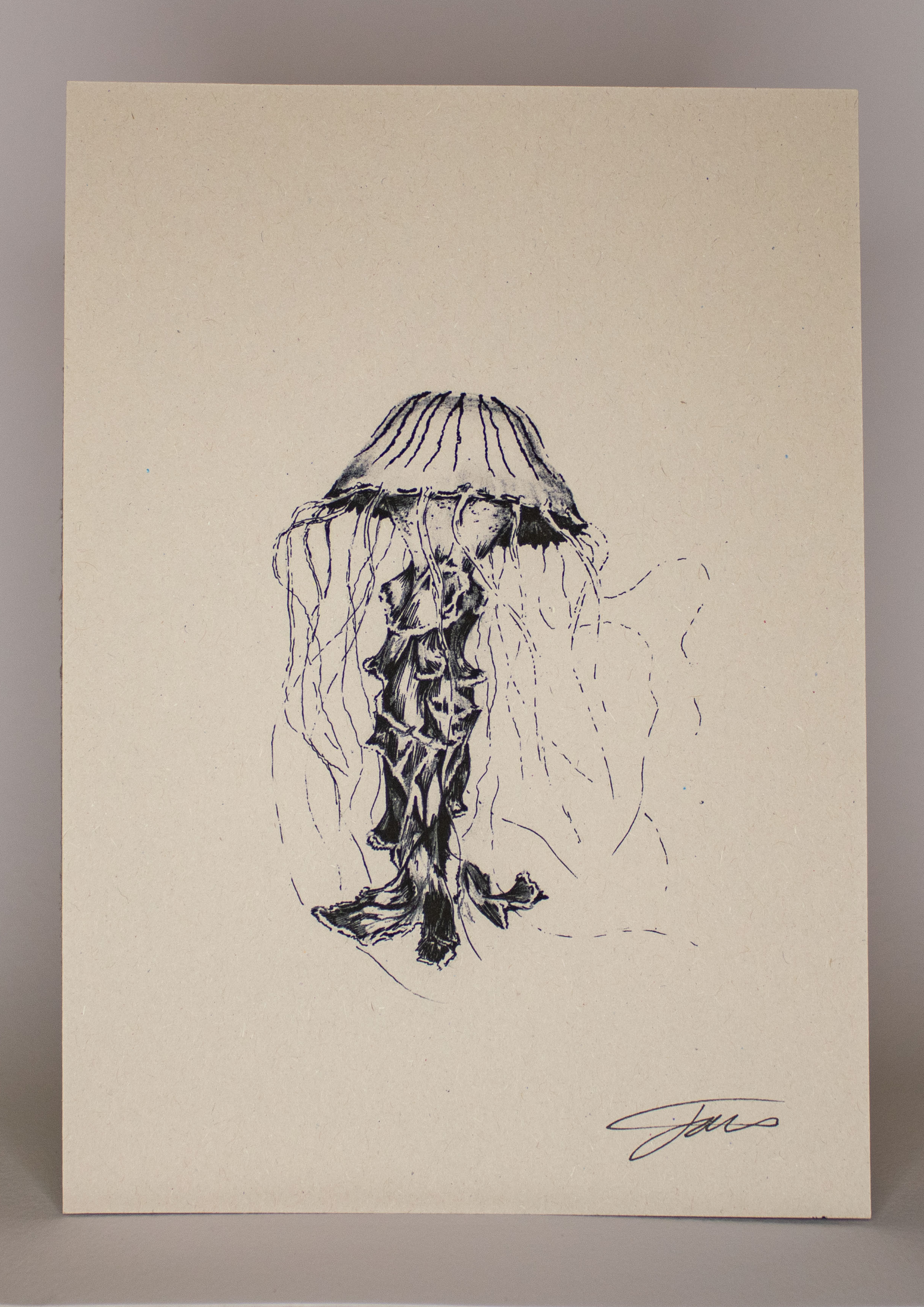 Compass Jellyfish Wildlife Art Print