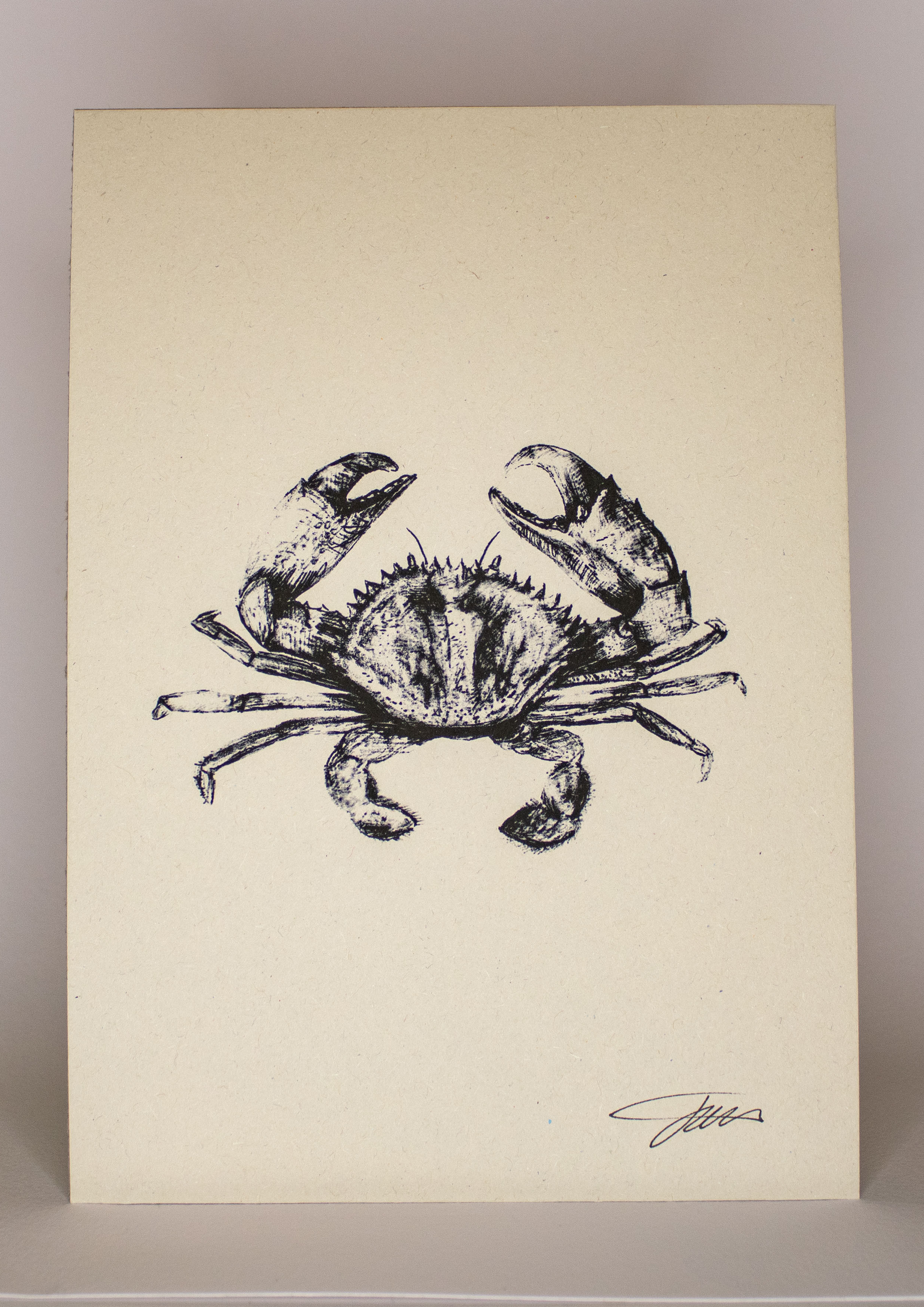 Crab Wildlife Art Print