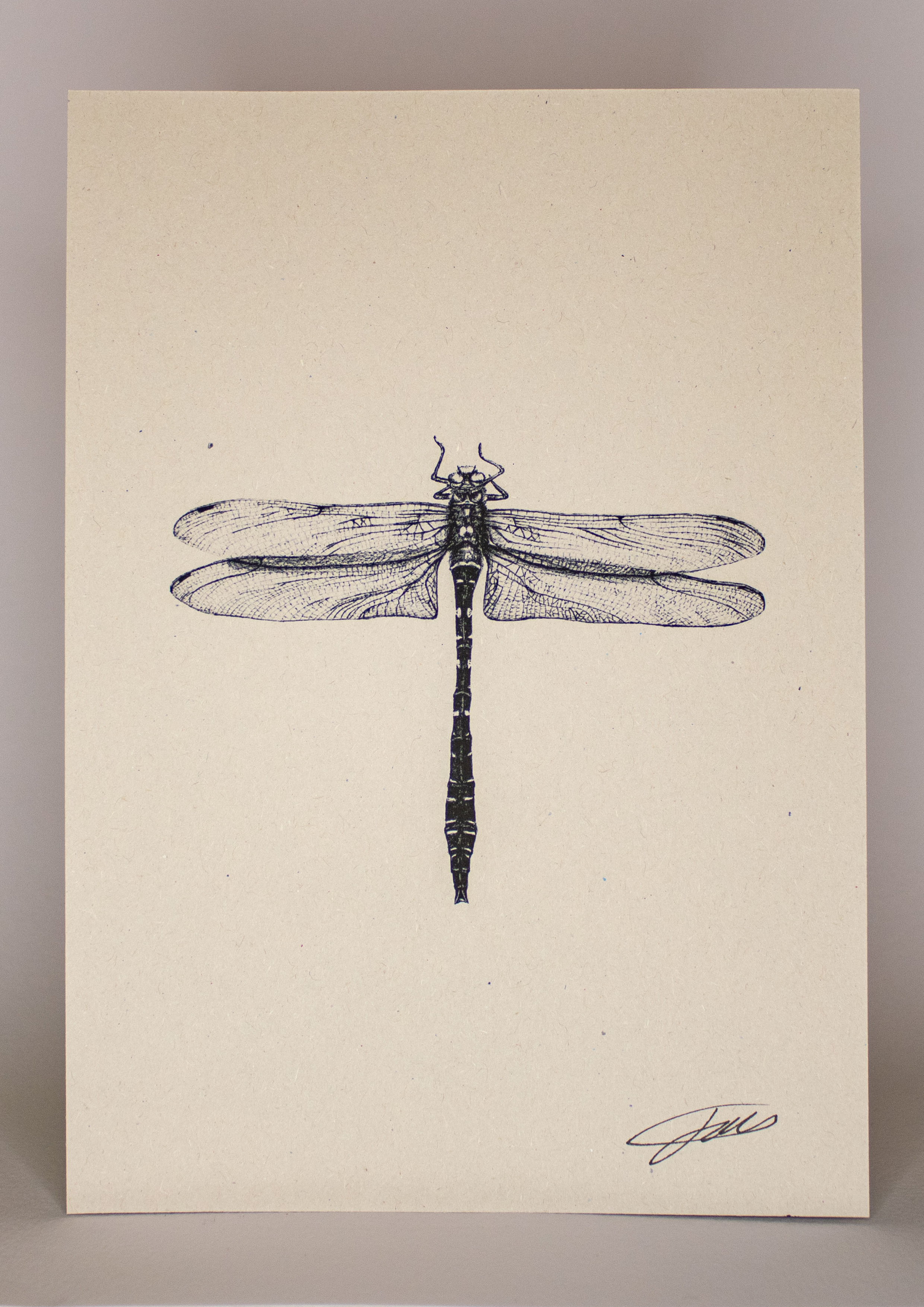 Dragonfly Wildlife Art Print