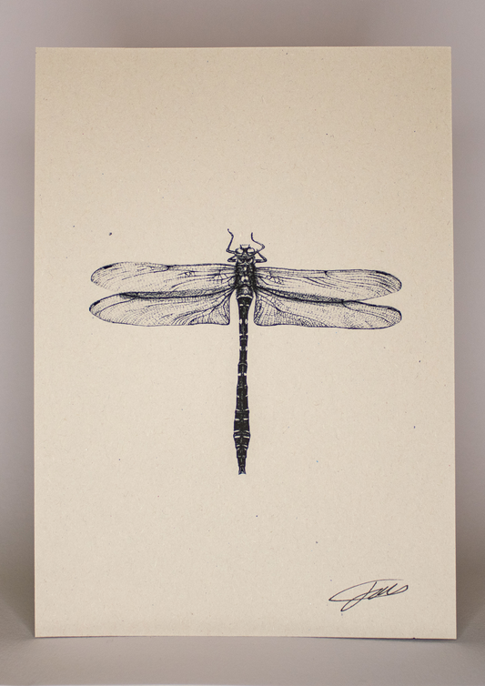Dragonfly Wildlife Art Print