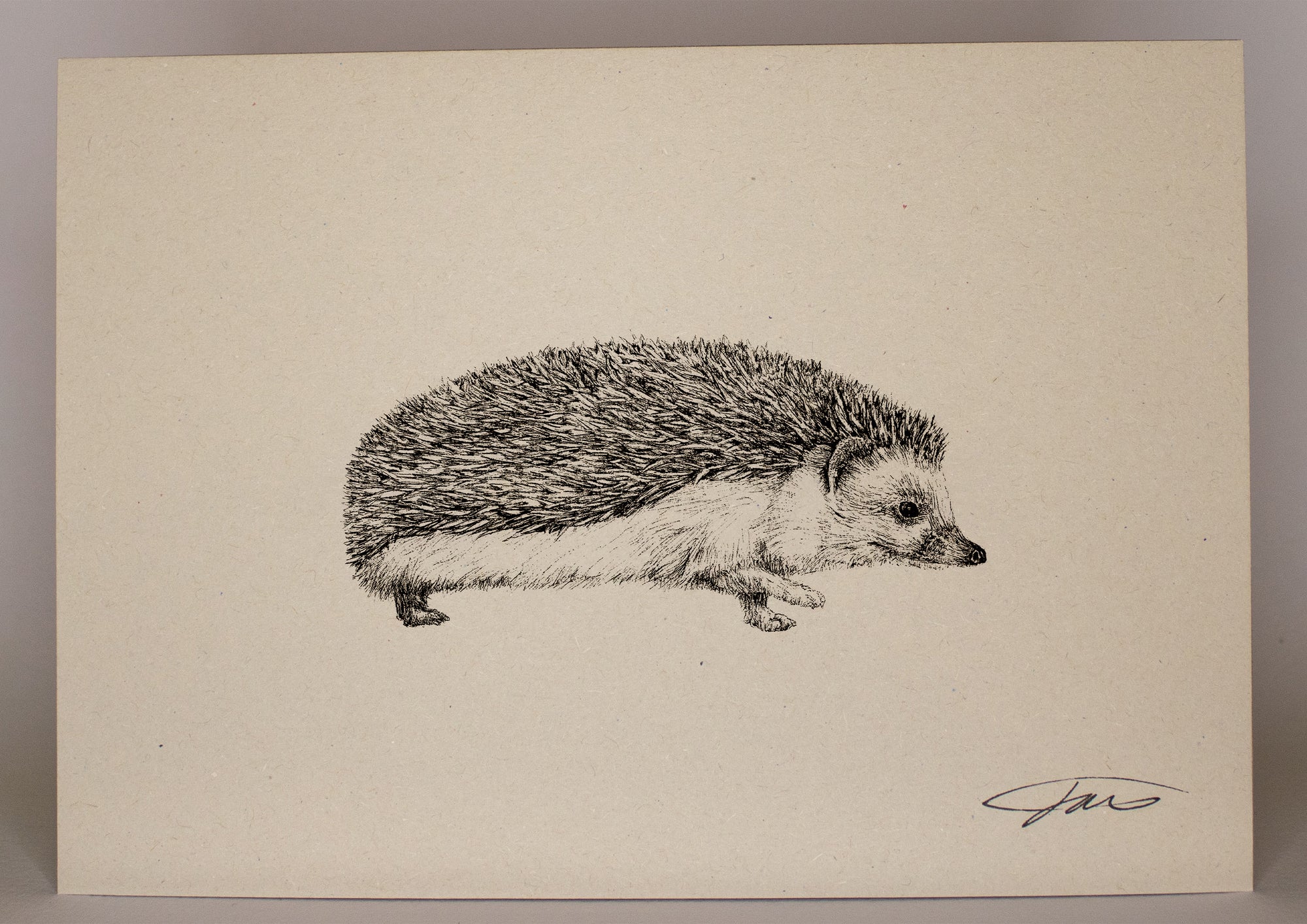 Hedgehog Wildlife Art Print