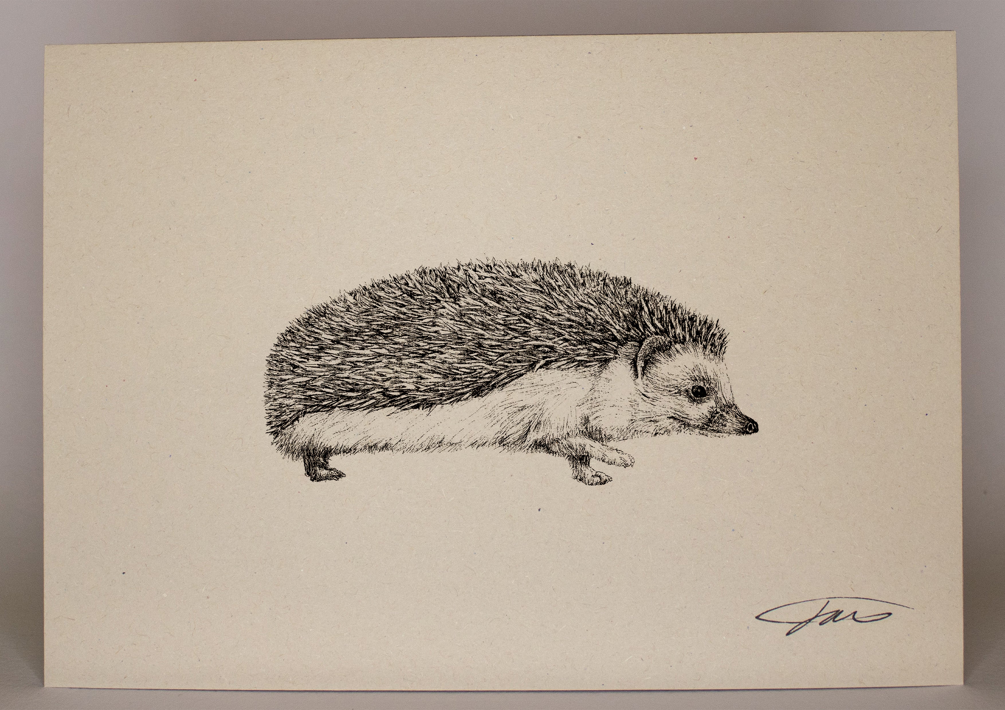 Hedgehog Wildlife Art Print