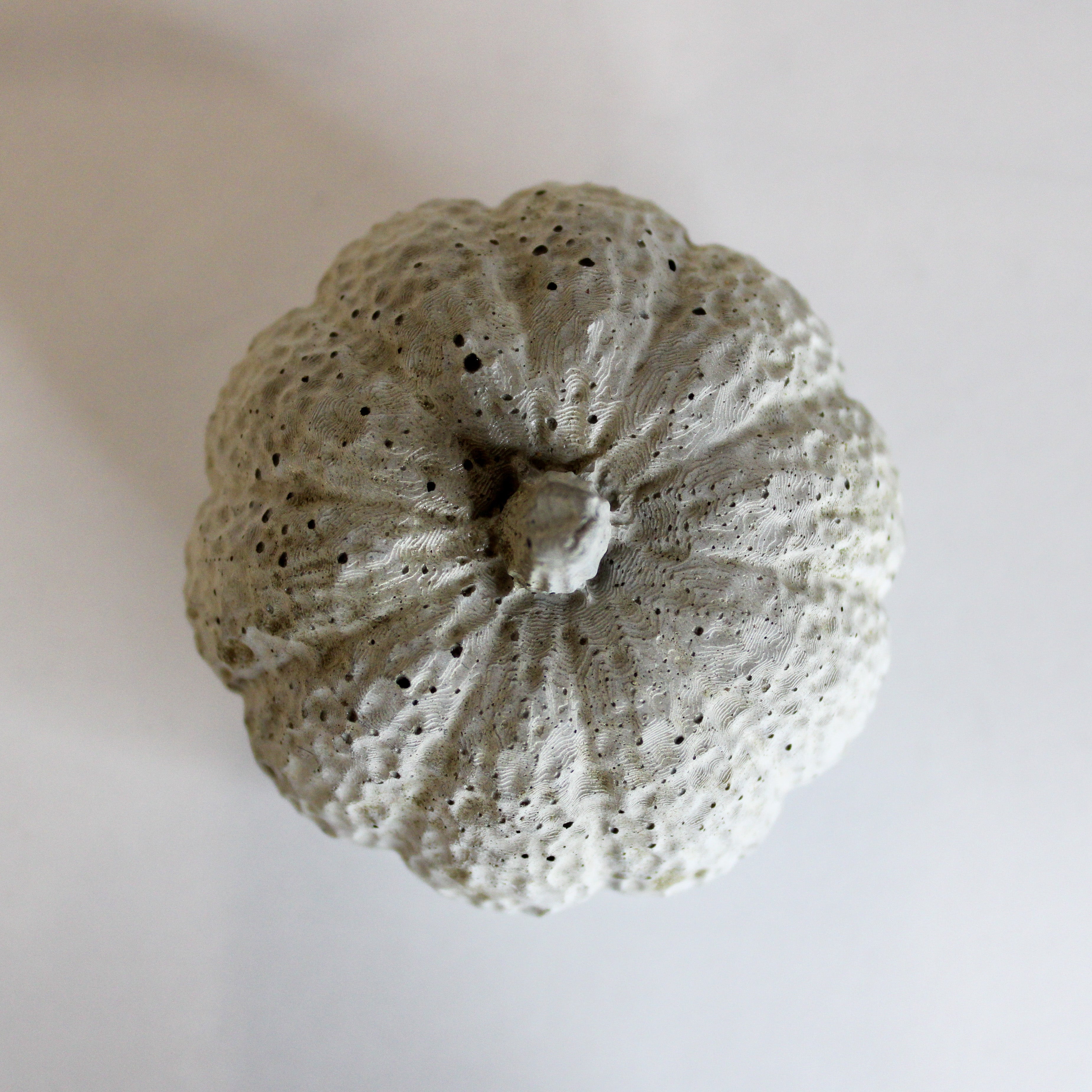Cement Pumpkin