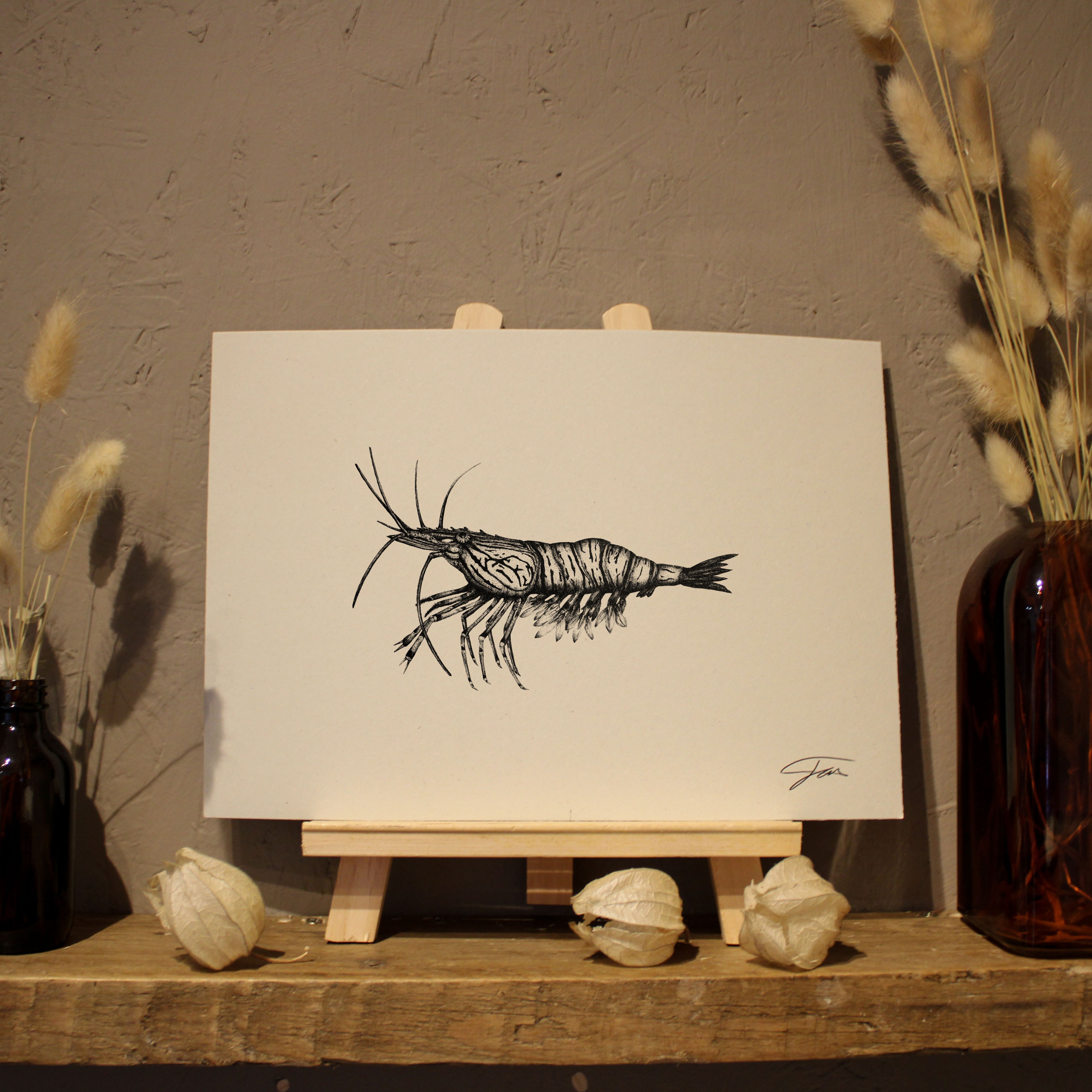 Shrimp Art Print