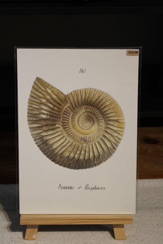 Illustrated Ammonite Fossil Print