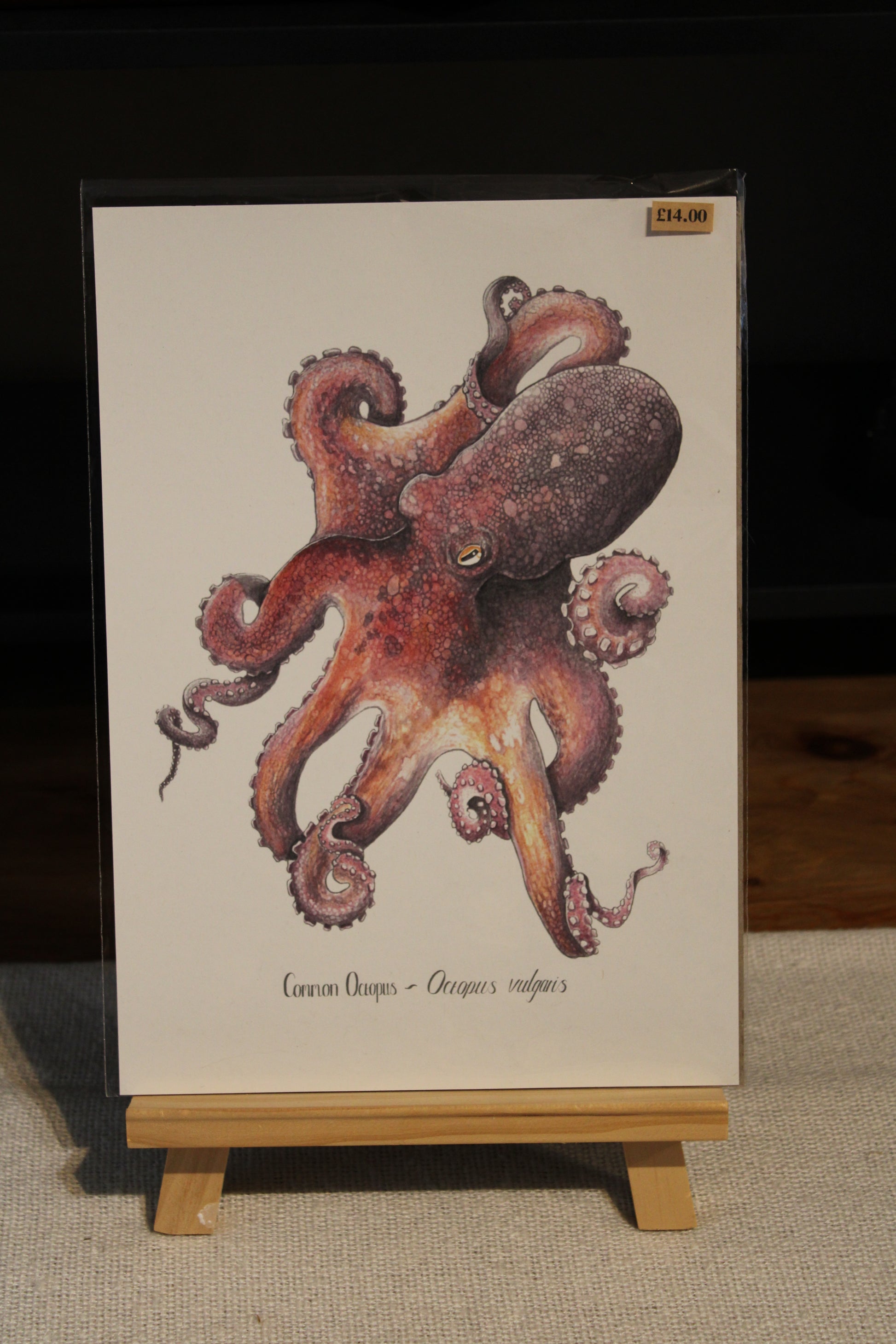 Illustrated Octopus Print