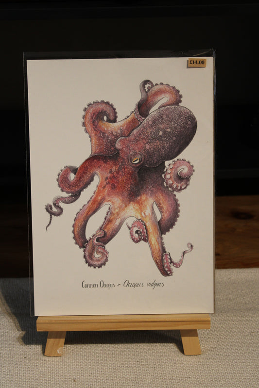 Illustrated Octopus Print