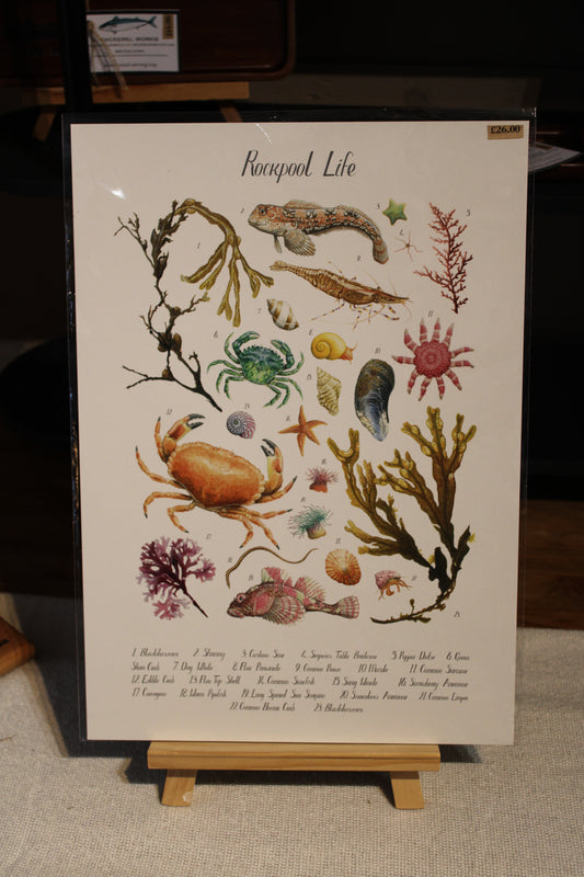 Illustrated Rockpool Life Coastal Poster Print