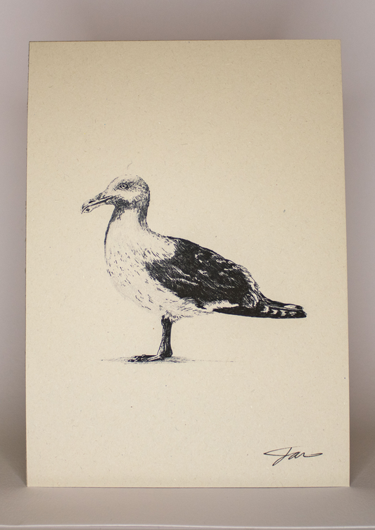 Seagull Wildlife Art Print