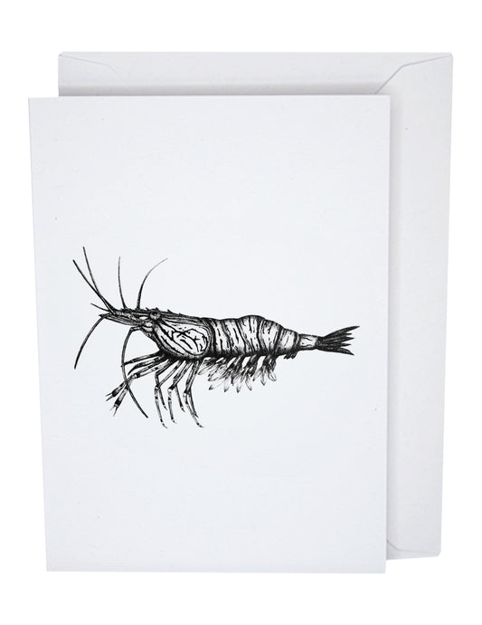 Shrimp Greeting Card