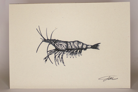 Shrimp Art Print