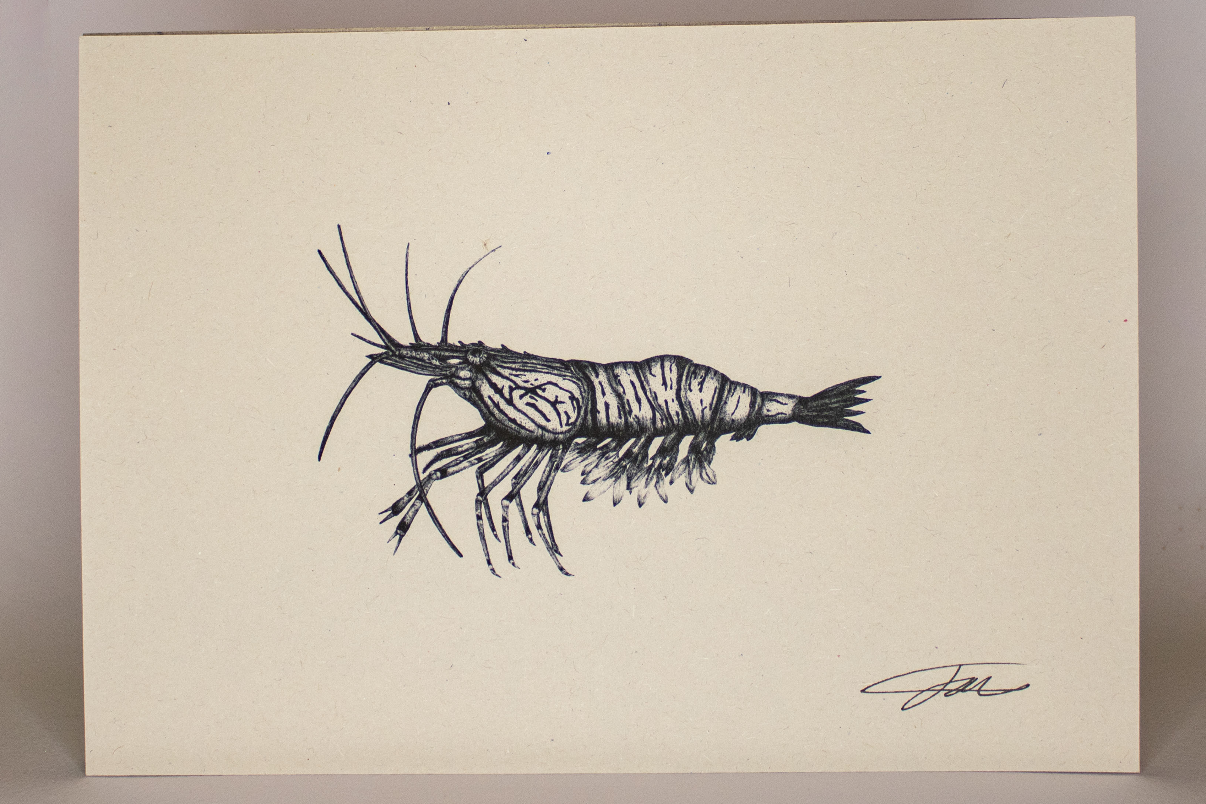 Shrimp Prawn Wildlife Art Print