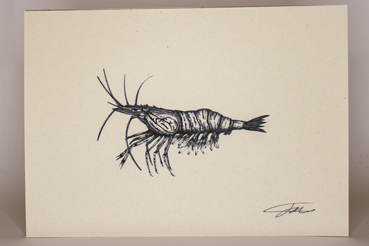 Shrimp Prawn Wildlife Art Print