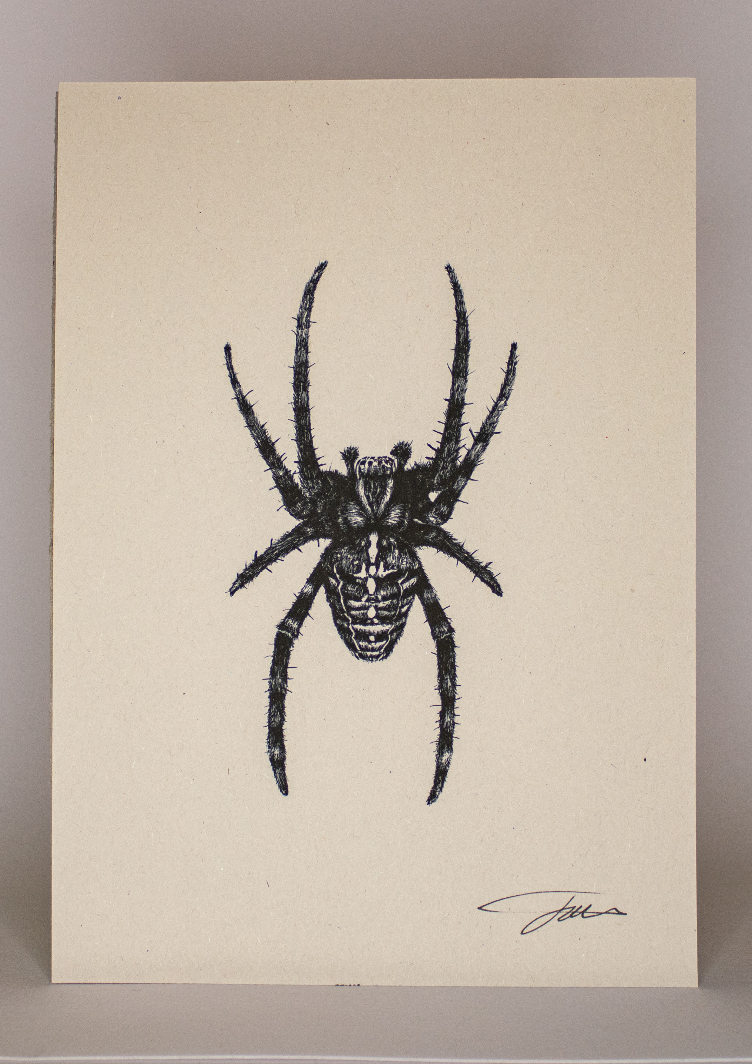 Spider Wildlife Art Print