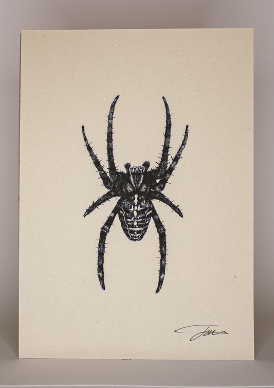 Spider Wildlife Art Print
