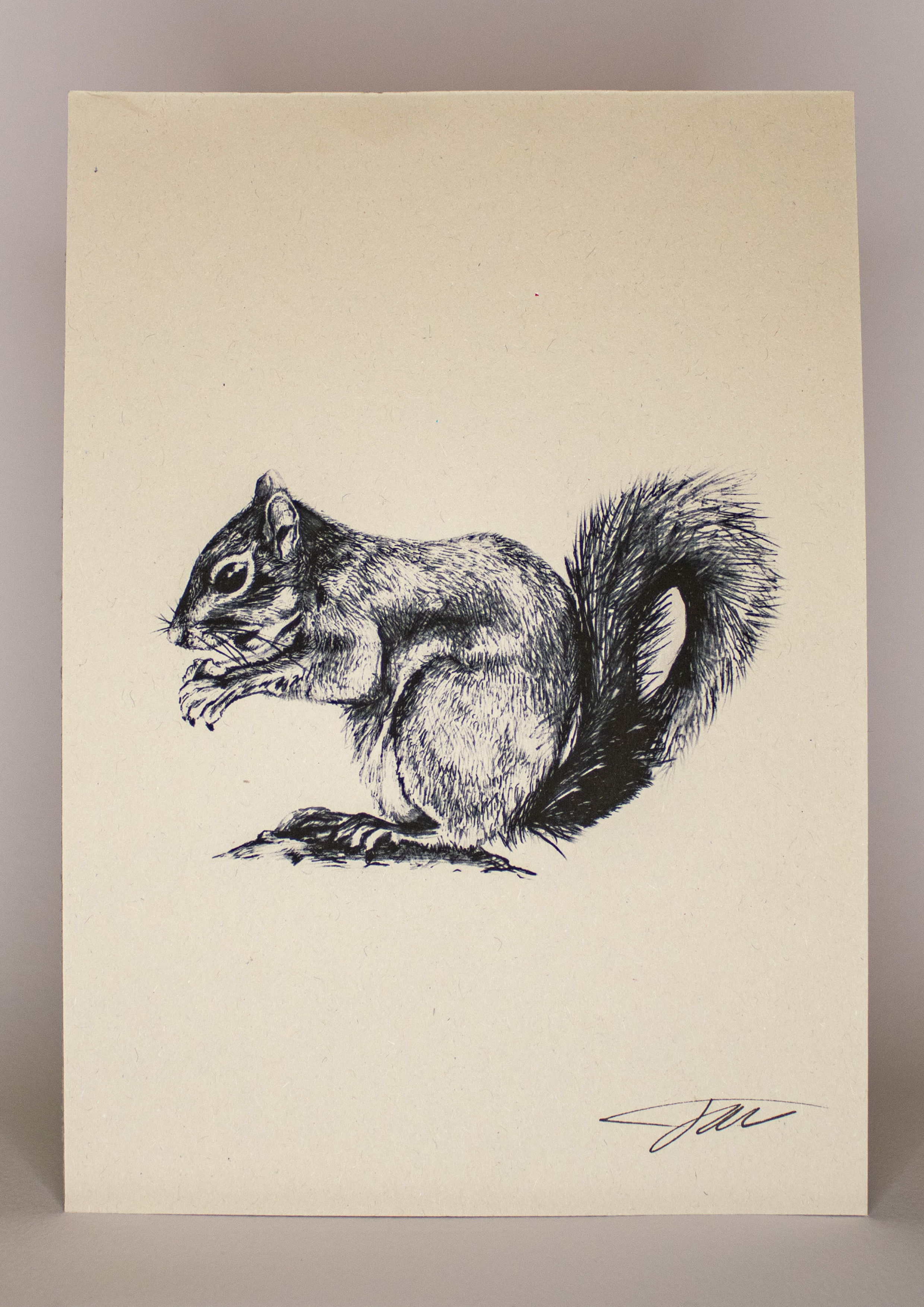 Squirrel Wildlife Art Print