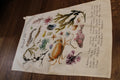 White Tea Towel With Illustrated Rockpool Life Coastal Sea Creatures Pattern Print - Crabs, Fish, Seaweed, Shells, Starfish and Anemones