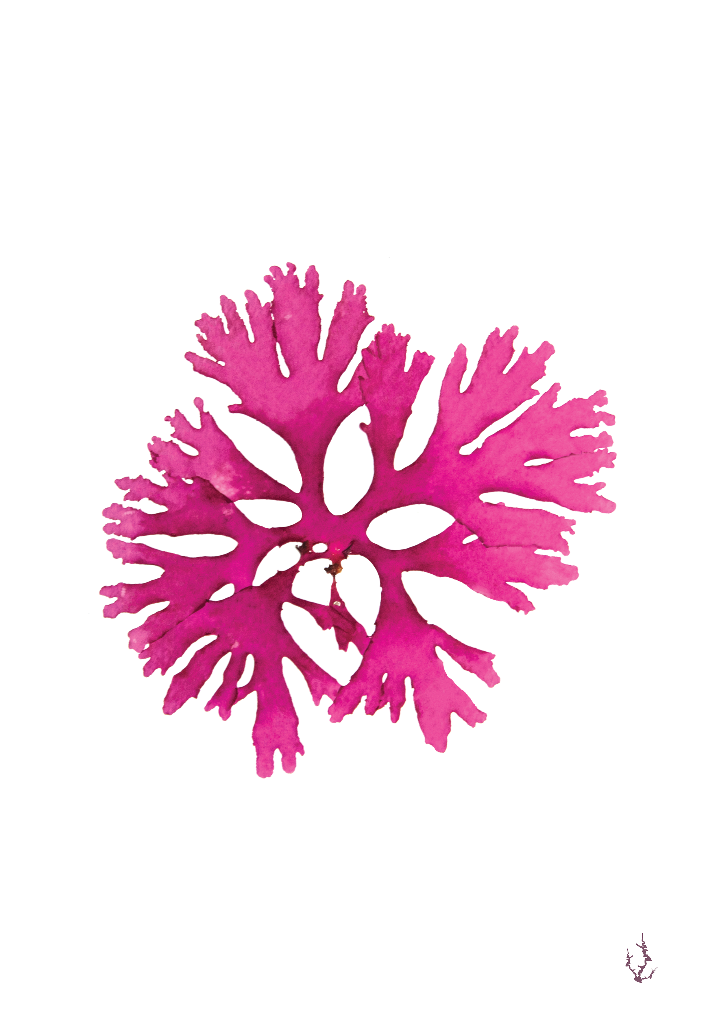 Pressed Seaweed Art Prints