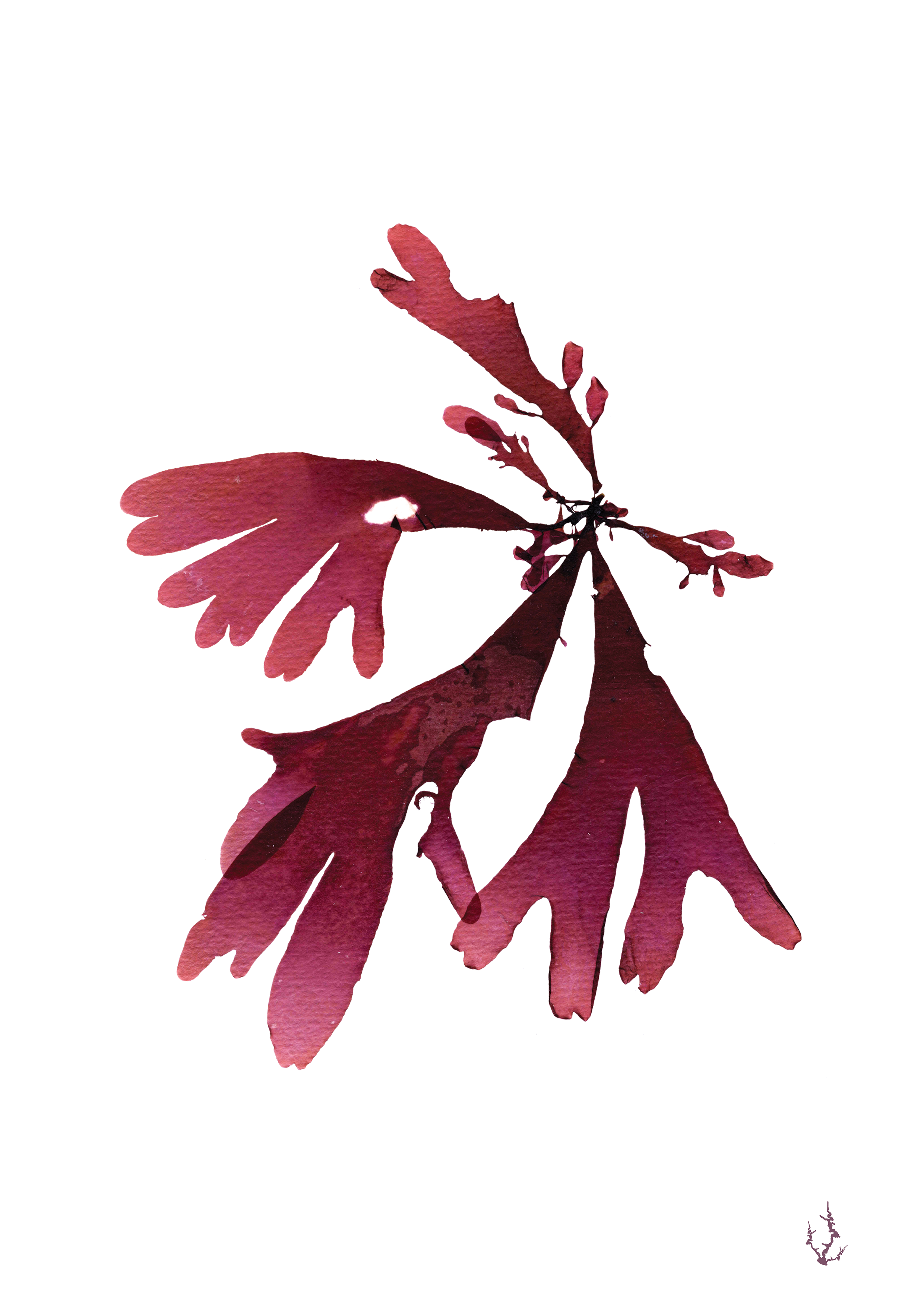 Pressed Seaweed Art Prints