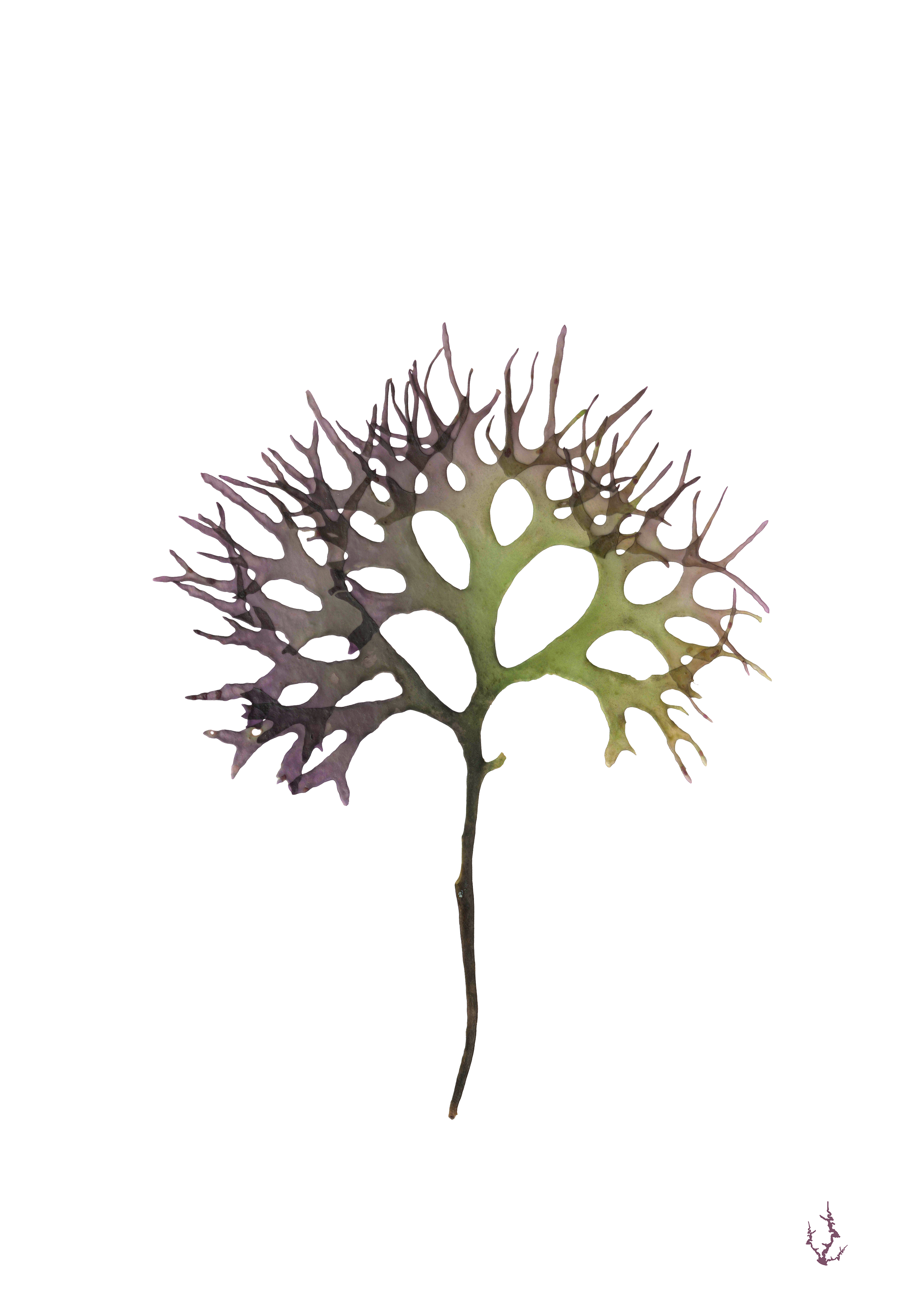 Pressed Seaweed Art Prints
