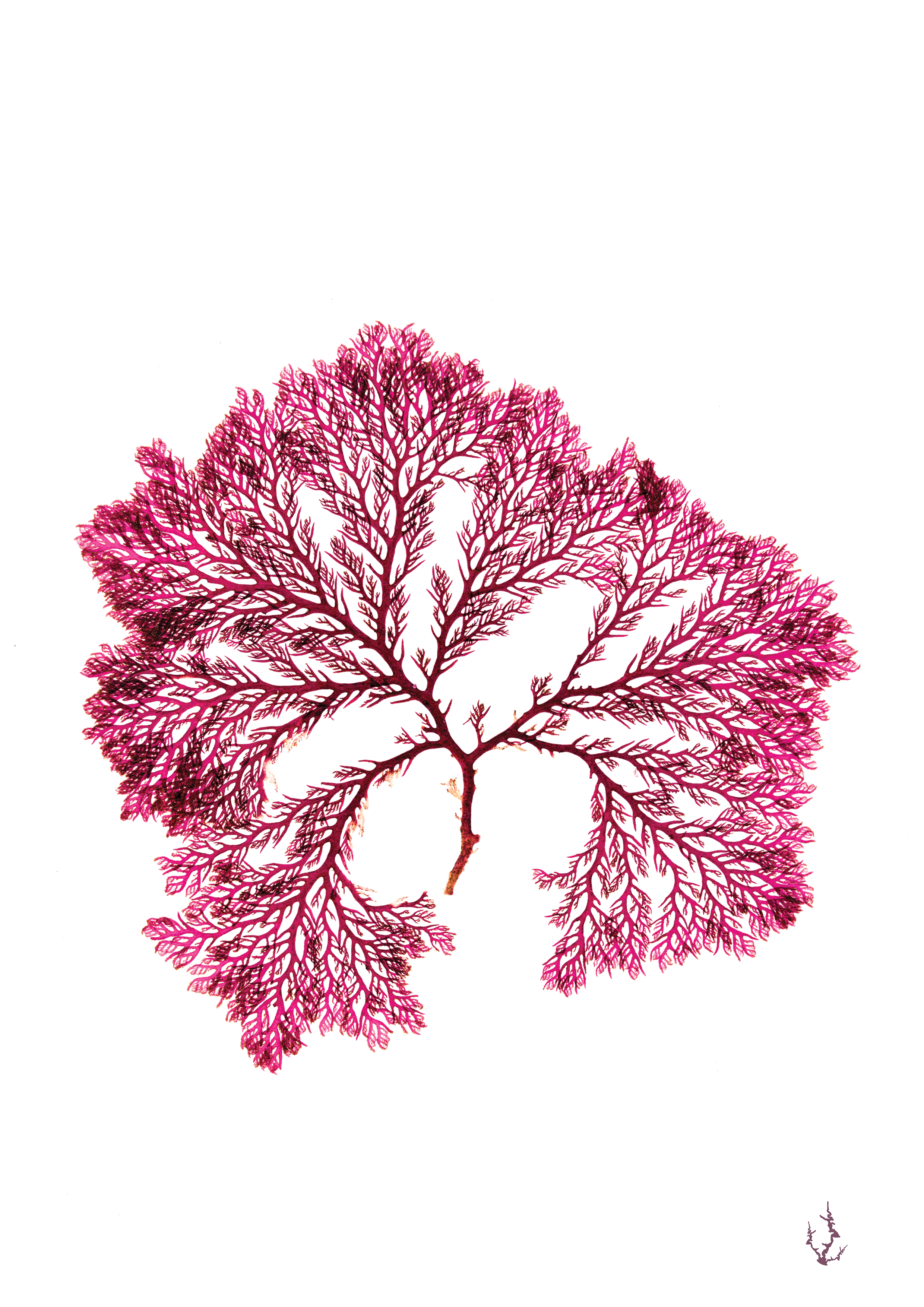 Pressed Seaweed Art Prints