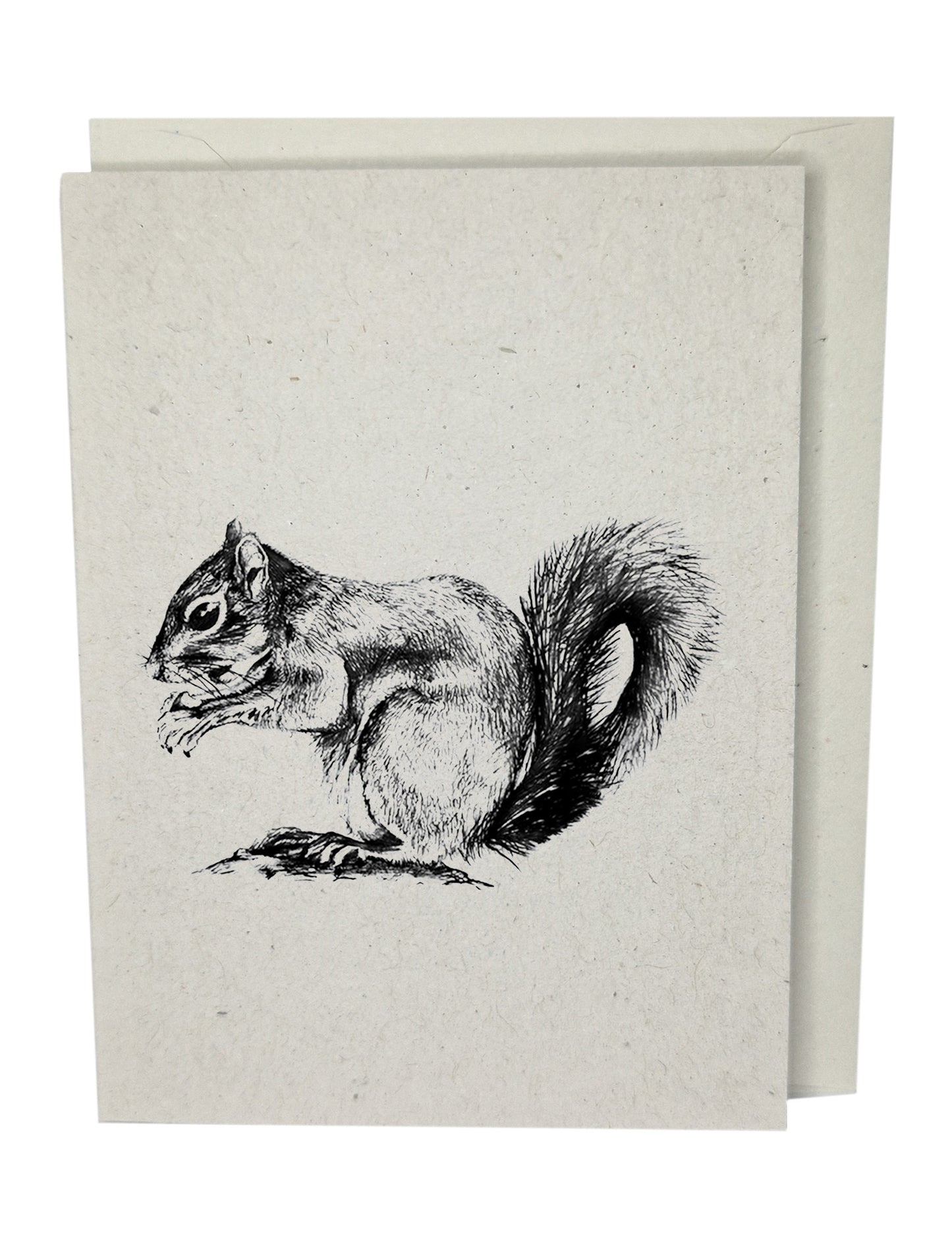 Squirrel Greeting Card